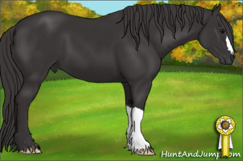 Horse Color: Buckskin 