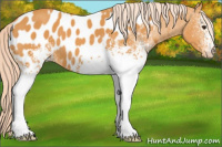 Horse Color:White Spotted Chocolate Palomino Blanket 