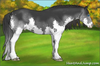 Horse Color:Black Splash 