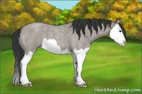 Horse Color:Grullo Roan Splash 