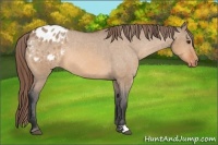 Horse Color:Bay Dun Appaloosa 
