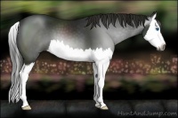 Horse Color:Gray Smoky Black Splash 