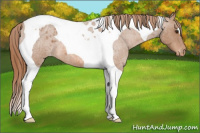 Horse Color:Red Roan Tobiano Appaloosa