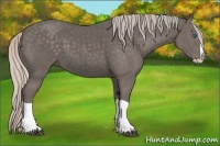 Horse Color:Silver Black Splash 