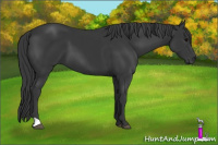 Horse Color:Black 