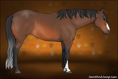 Horse Color: Bay 