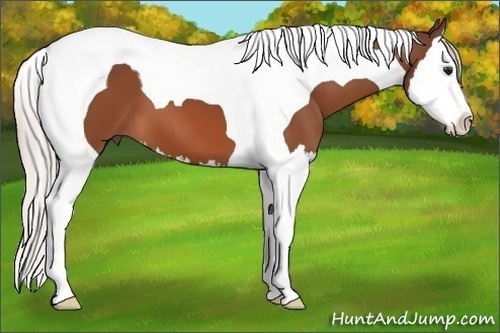 Horse Color: Silver Bay Splash Tobiano 