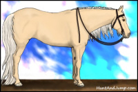 Horse Color:Palomino 