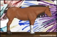 Horse Color:Bay 