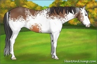 Horse Color:White Spotted Bay 