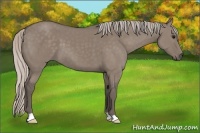 Horse Color:Silver Grullo 
