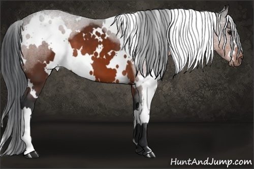 Horse Color: White Spotted Bay 