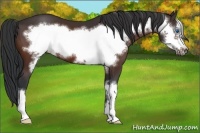 Horse Color:Bay Frame 