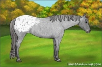 Horse Color:Blue Roan Blanket 