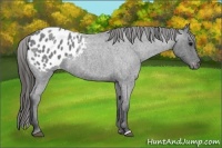 Horse Color:Blue Roan Appaloosa 