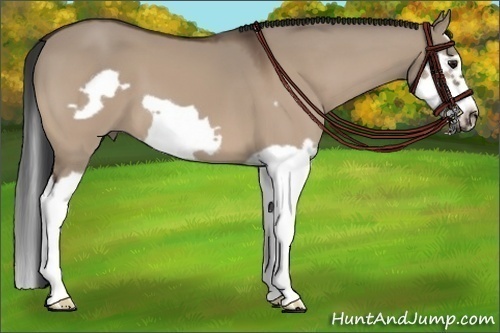 Horse Color:Bay Dun Splash Frame