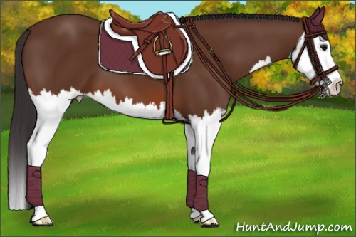 Horse Color:Bay Splash 