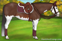 Horse Color:Bay Splash 