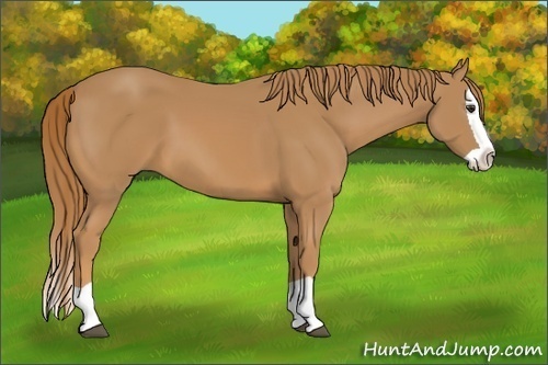Horse Color: Chestnut Splash 