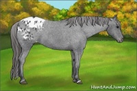 Horse Color:Black Blanket 