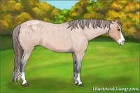 Horse Color:Bay Roan Splash Appaloosa 