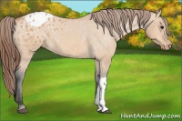 Horse Color:Bay Dun Appaloosa 