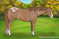 Horse Color:Chestnut Splash Blanket 