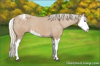 Horse Color:Chestnut Splash Appaloosa 