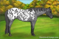Horse Color:Blue Roan Appaloosa 