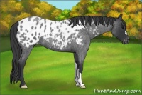 Horse Color:Blue Roan Blanket 