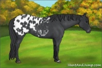 Horse Color:Blue Roan Appaloosa 