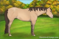 Horse Color:Amber Champagne 
