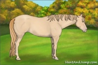 Horse Color:Gold Champagne Roan 