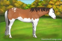 Horse Color:Bay Splash Blanket 