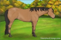 Horse Color:Bay Frame 
