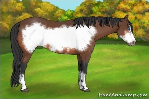 Horse Color: Bay Frame 