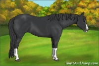 Horse Color:Black Splash Frame 
