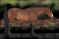 Horse Color:Bay Rabicano 