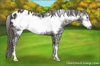 Horse Color:Smoky Black Frame Appaloosa 
