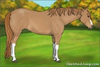 Horse Color:Red Roan 
