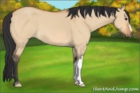 Horse Color:Bay Dun