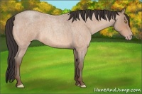 Horse Color:Amber Champagne Roan 