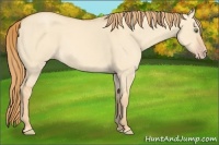 Horse Color:Gold Champagne Dun 