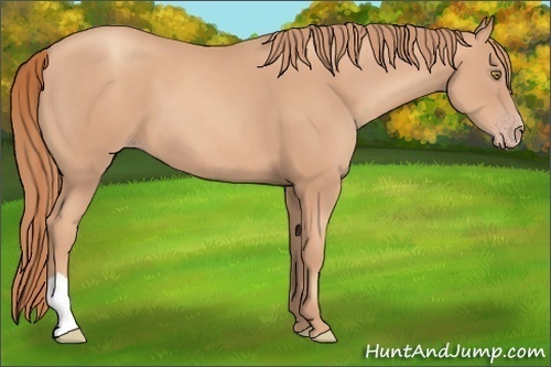 Horse Color: Gold Champagne 