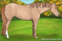 Horse Color:Gold Champagne 