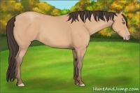 Horse Color:Amber Champagne 