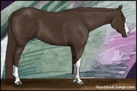 Horse Color:Liver Chestnut 