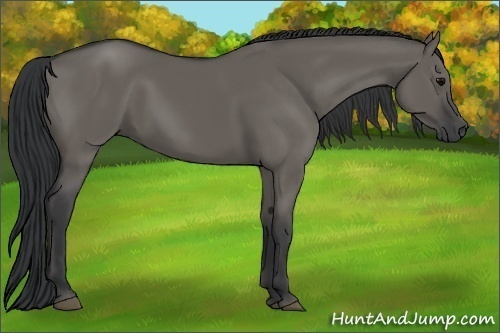 Horse Color: Grullo Rabicano 