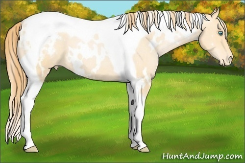 Horse Color: Unknown 