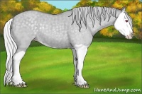 Horse Color:Silver Classic Champagne Chinchilla Dun Splash Rabicano 